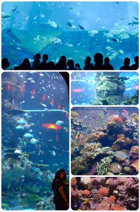 圣淘沙海洋馆 圣淘沙海洋馆