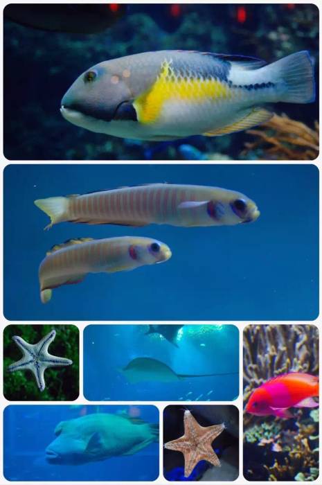 圣淘沙海洋馆 圣淘沙海洋馆